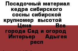 Посадочный материал кедра сибирского (сосны сибирской) крупномер, высотой 3-3.5  › Цена ­ 19 800 - Все города Сад и огород » Интерьер   . Адыгея респ.